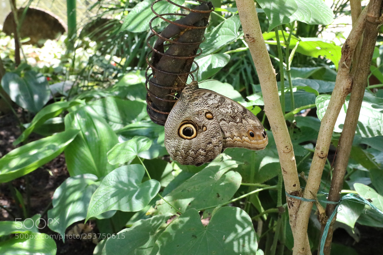Canon EOS 5D Mark IV sample photo. Untitled photography
