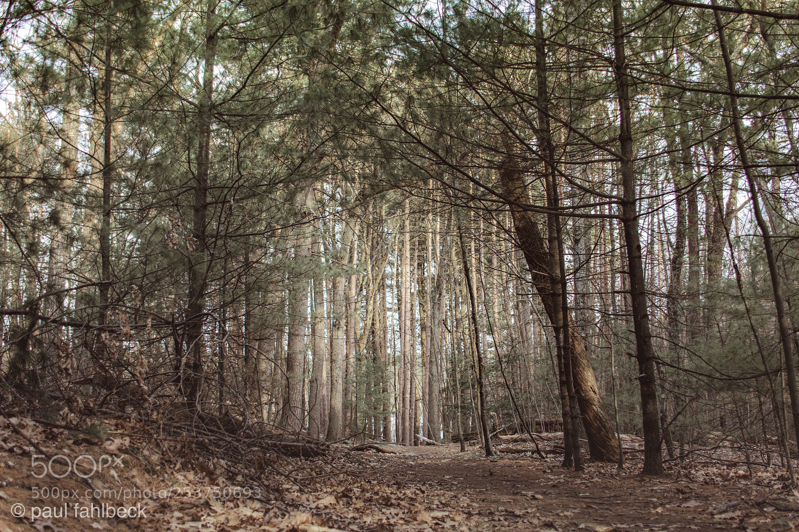 Nikon D7200 sample photo. Untitled photography