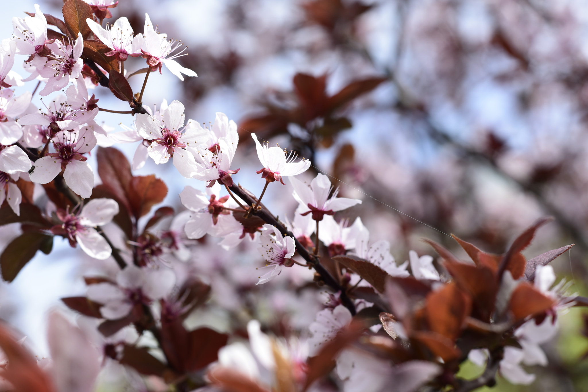 Nikon D5500 + Nikon AF Nikkor 50mm F1.8D sample photo. Ornamental plum 1 photography