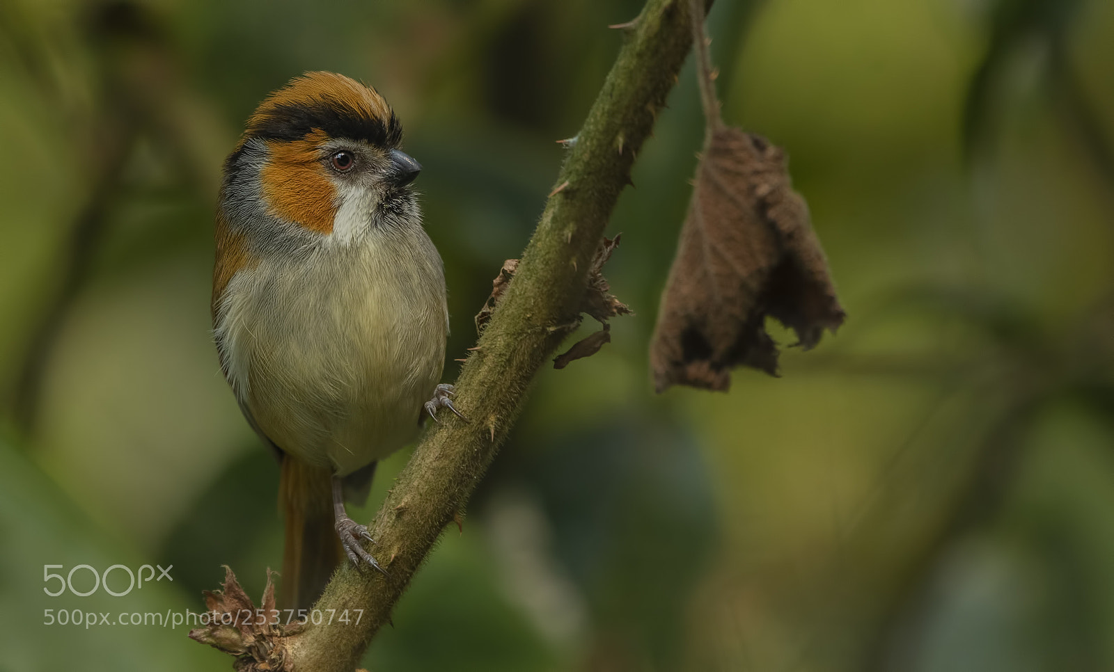 Nikon D500 sample photo. Black throated parrotbill photography