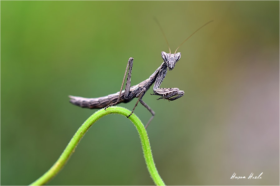 Nikon D3300 + ZEISS Makro-Planar T* 50mm F2 sample photo. ++++ photography