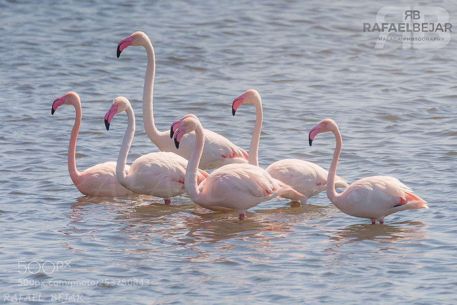 Nikon D90 sample photo. Flamencos photography