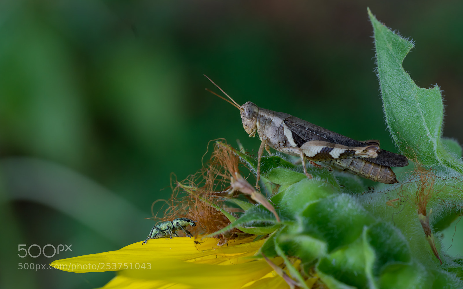 Sony a7R III sample photo. Insect war photography