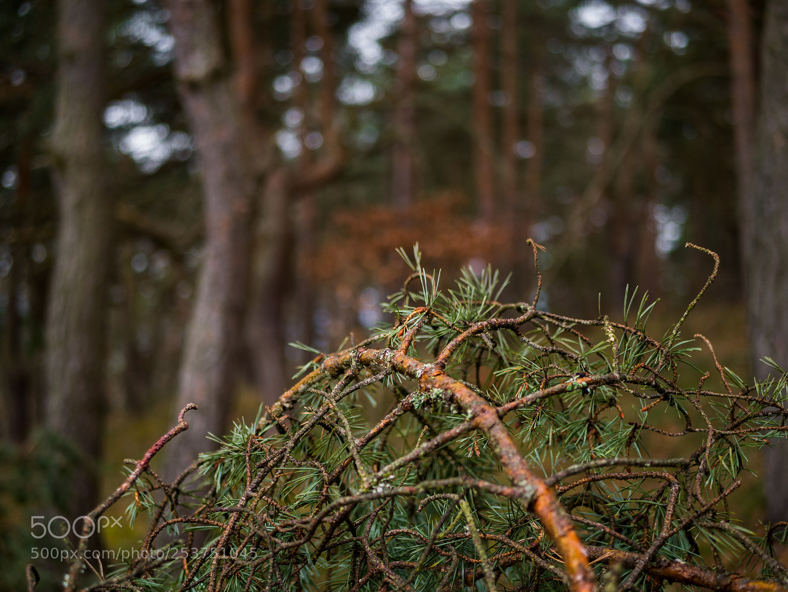 Panasonic DMC-G81 sample photo. Fir tree photography