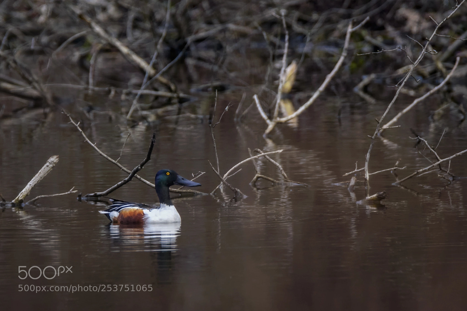 Nikon D7200 sample photo. Northern shoveler photography