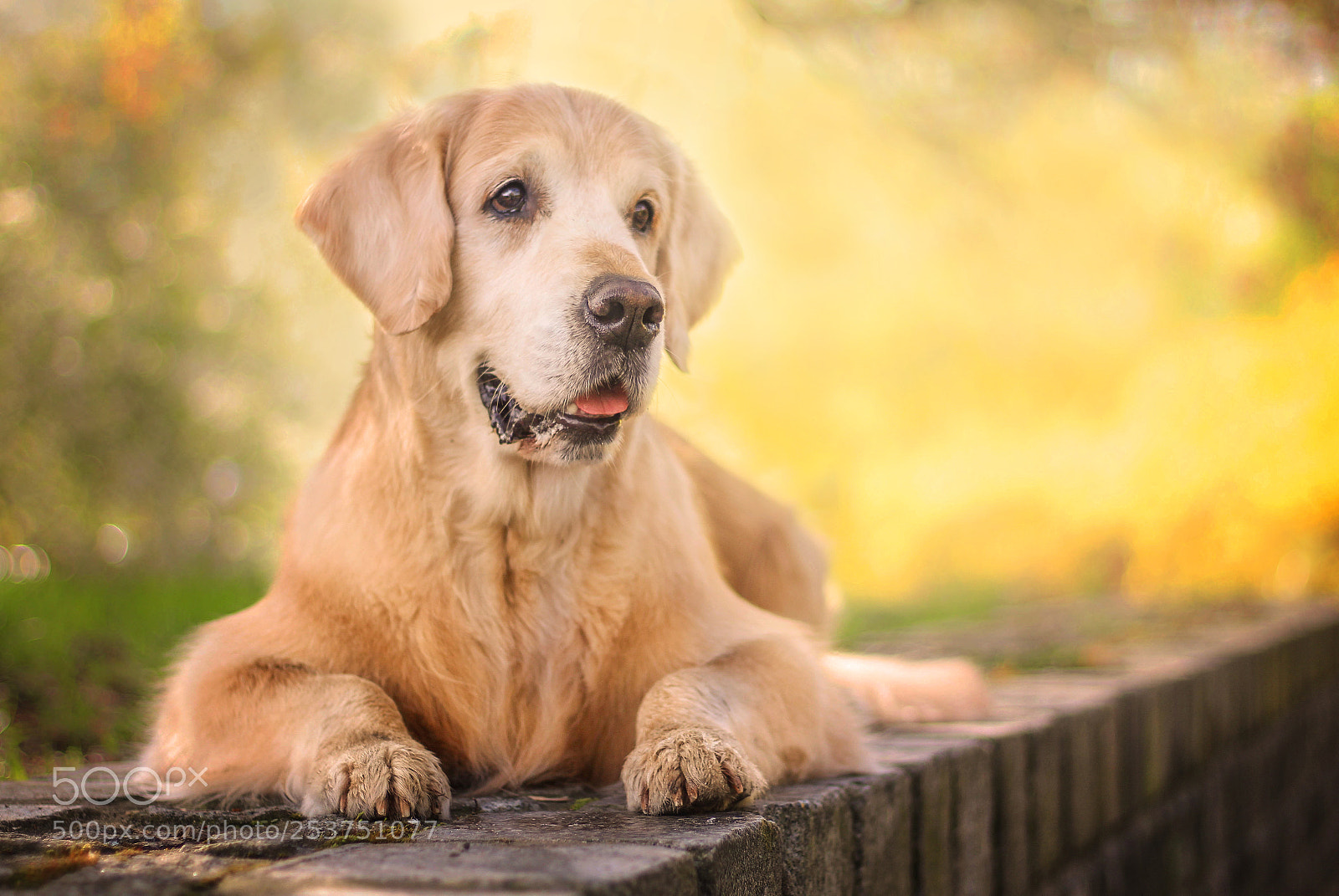 Canon EOS 1300D (EOS Rebel T6 / EOS Kiss X80) sample photo. Cosmo - amazing golden photography