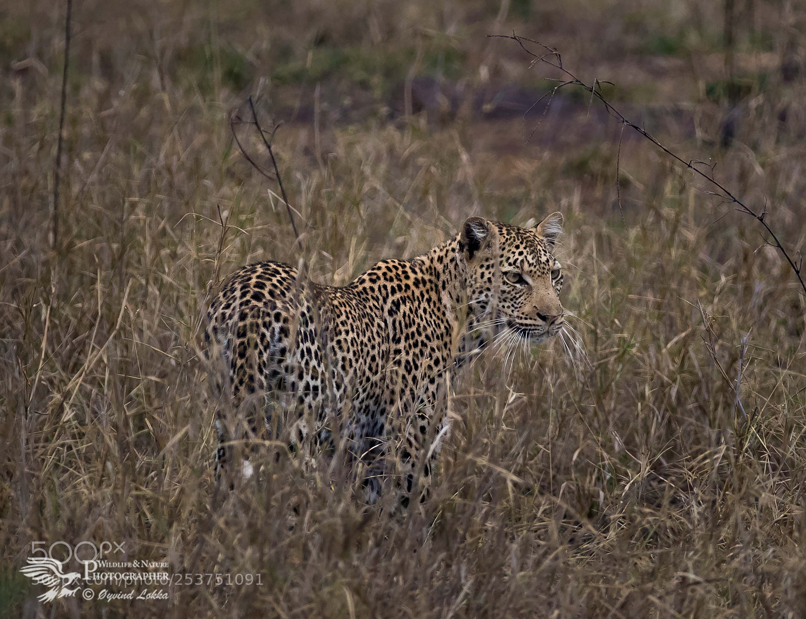 Canon EOS-1D X Mark II sample photo. Leopard photography