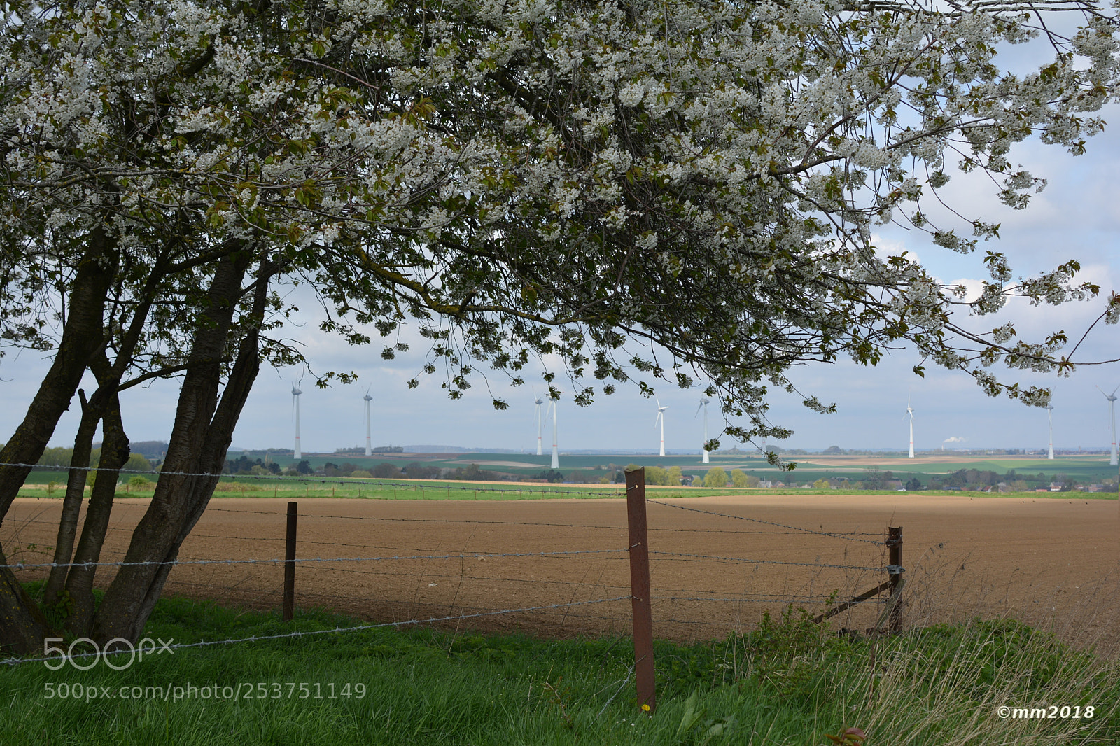 Nikon D5200 + Nikon AF-S DX Nikkor 35mm F1.8G sample photo. Eoliennes fleuries photography