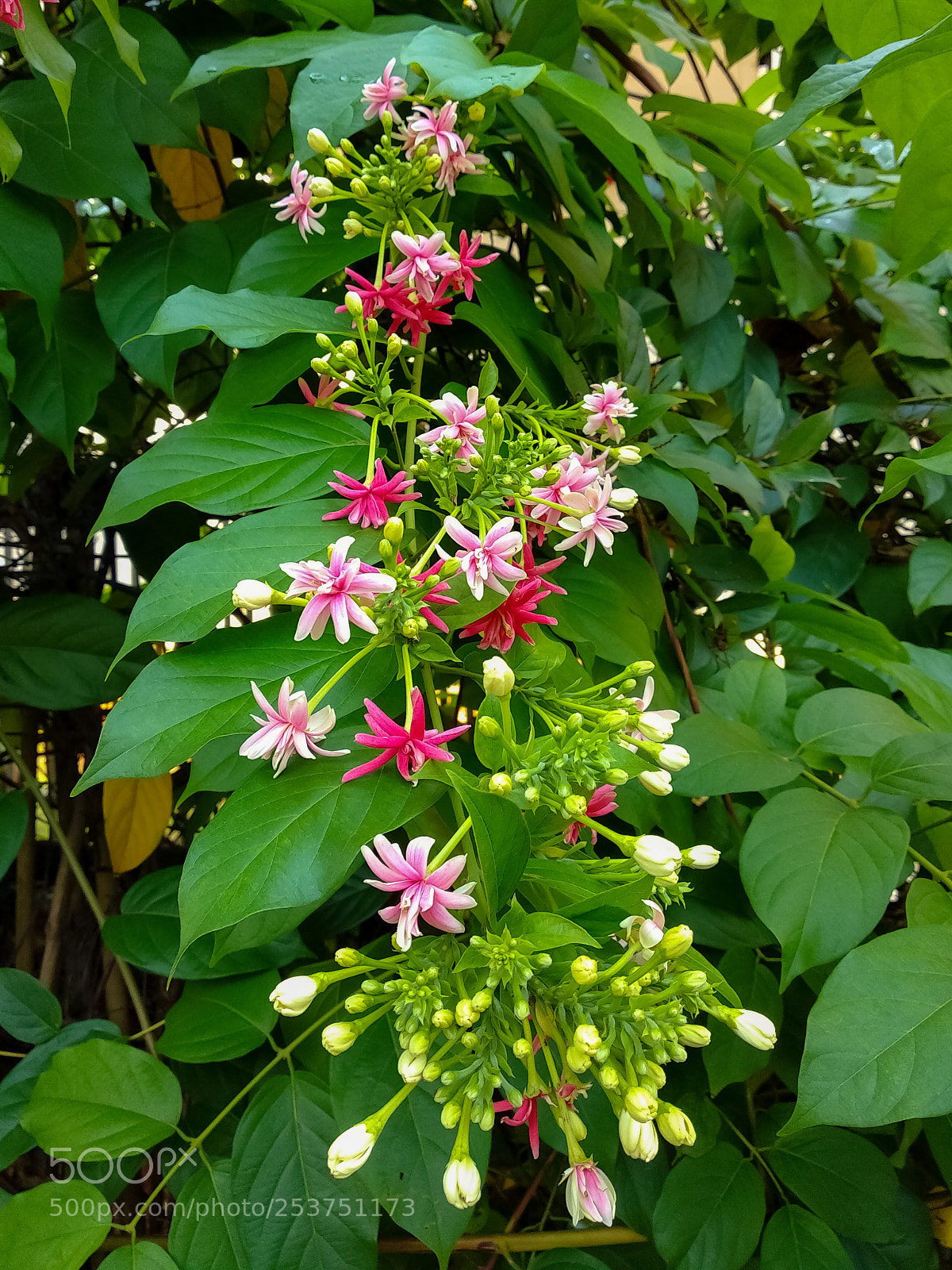 Xiaomi Mi A1 sample photo. Blooming photography