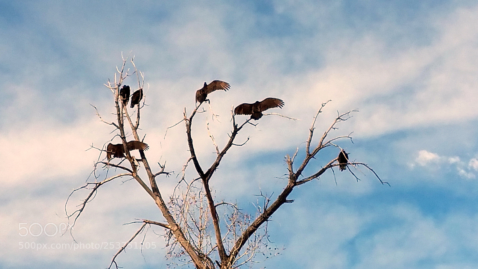 Samsung Galaxy Note4 sample photo. Warm posing birds. photography