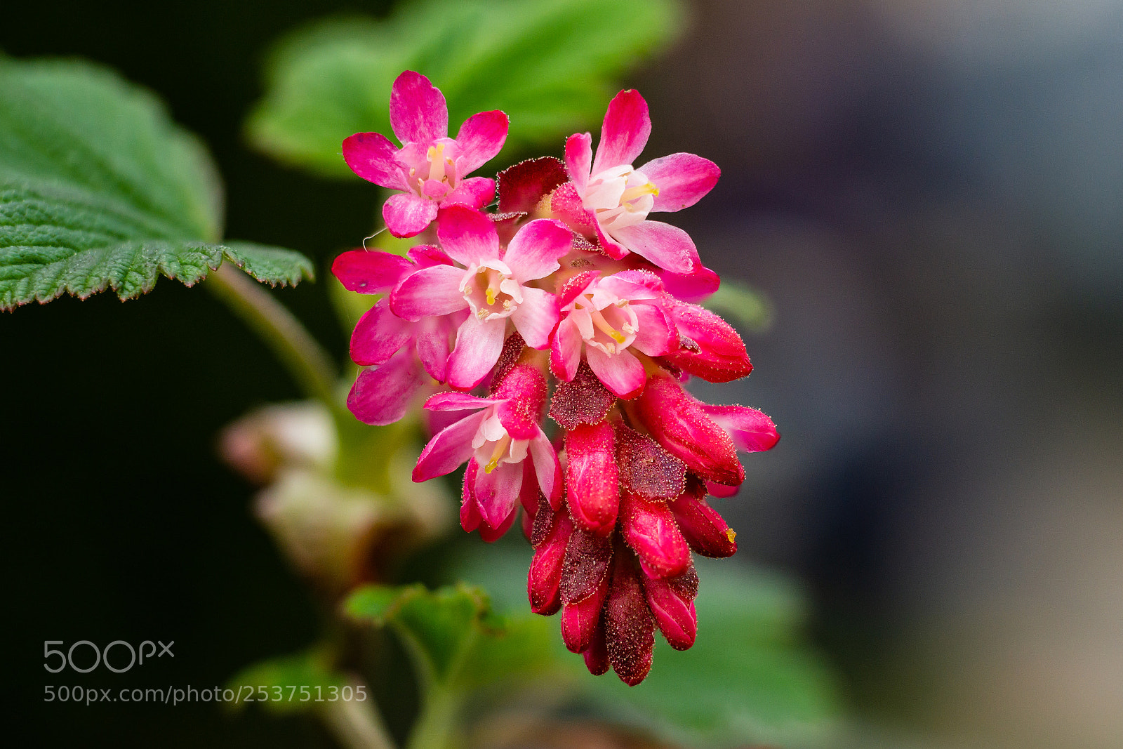 Sony a6000 sample photo. Blackcurrant photography