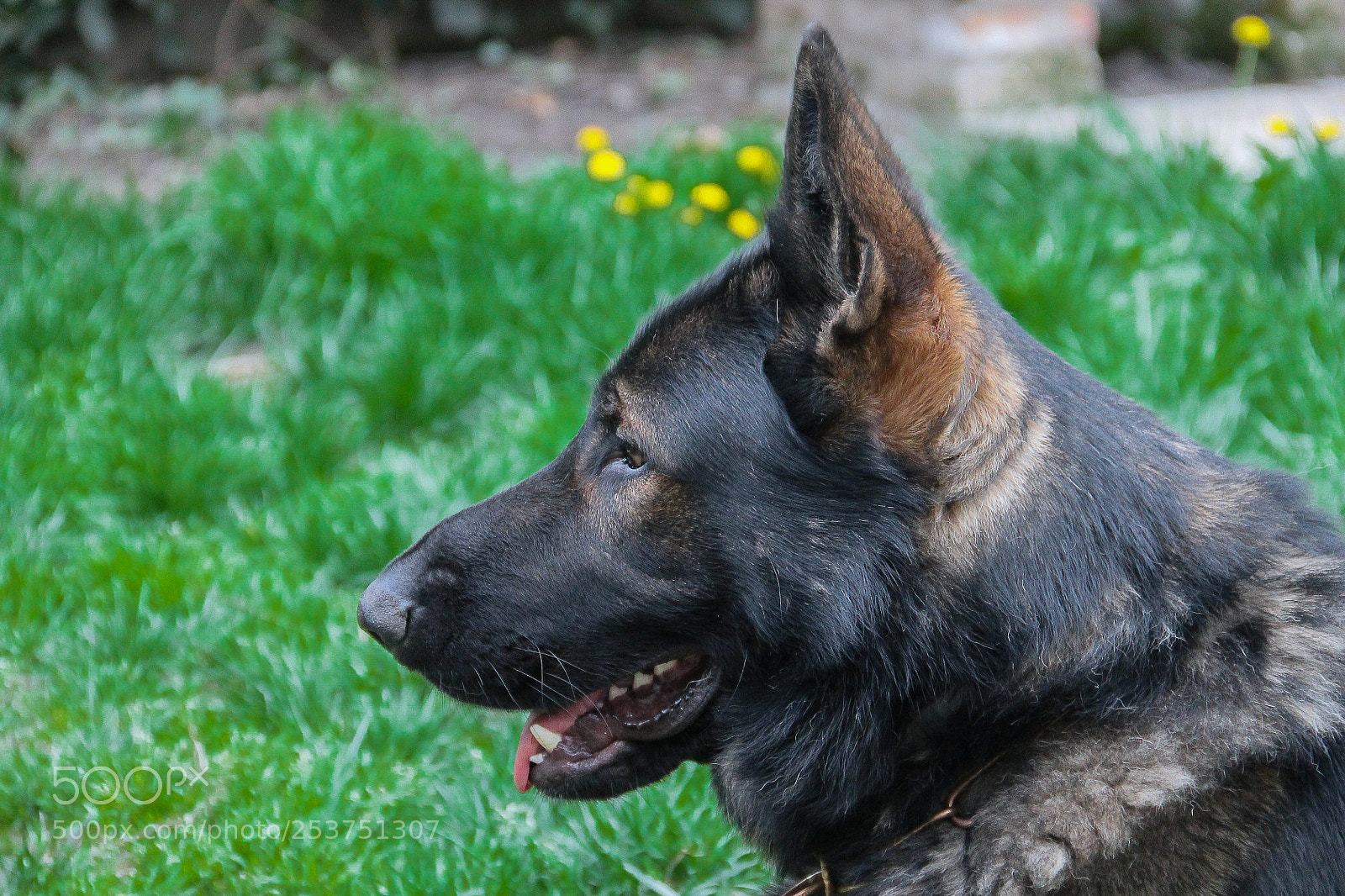 Canon EOS 1100D (EOS Rebel T3 / EOS Kiss X50) sample photo. K-9 connor portrait photography