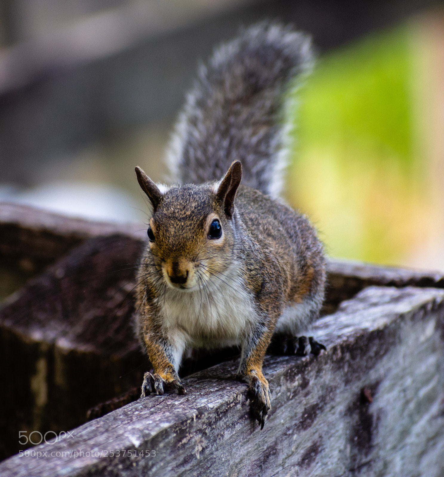 Nikon D7200 sample photo. Would you like to photography