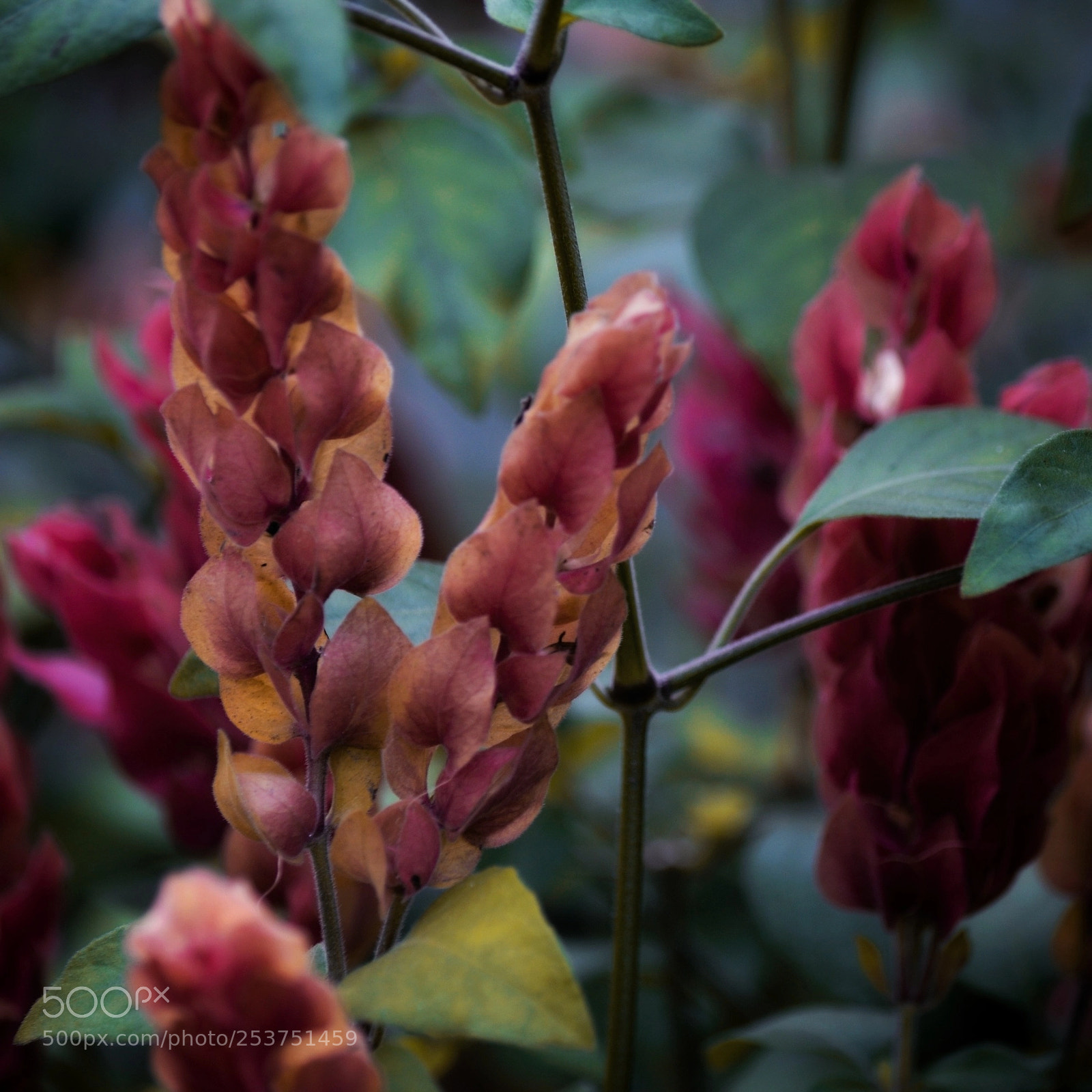 Nikon D5100 sample photo. Red spring flowers. photography