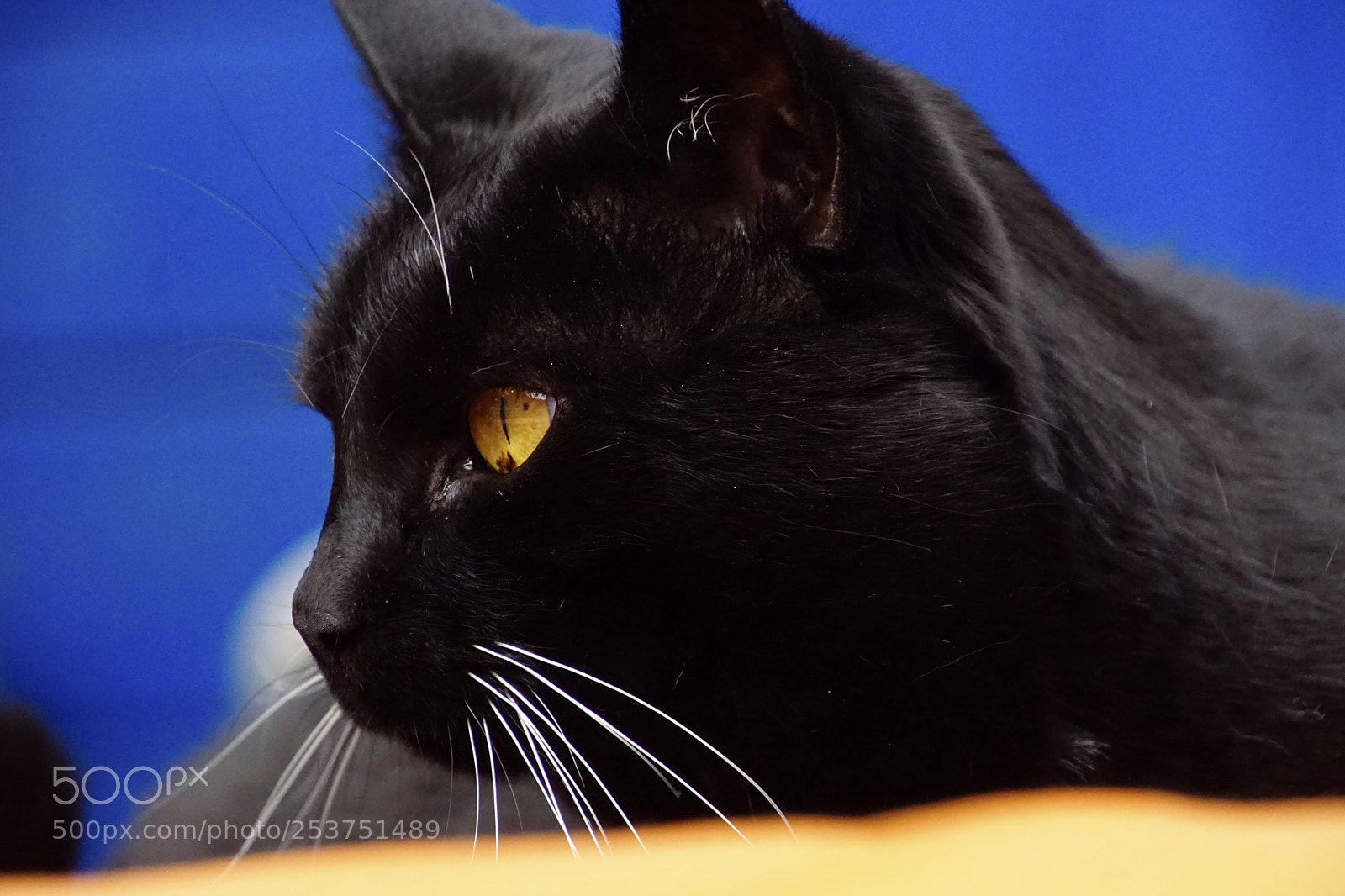 Sony ILCA-77M2 sample photo. Pepper photography