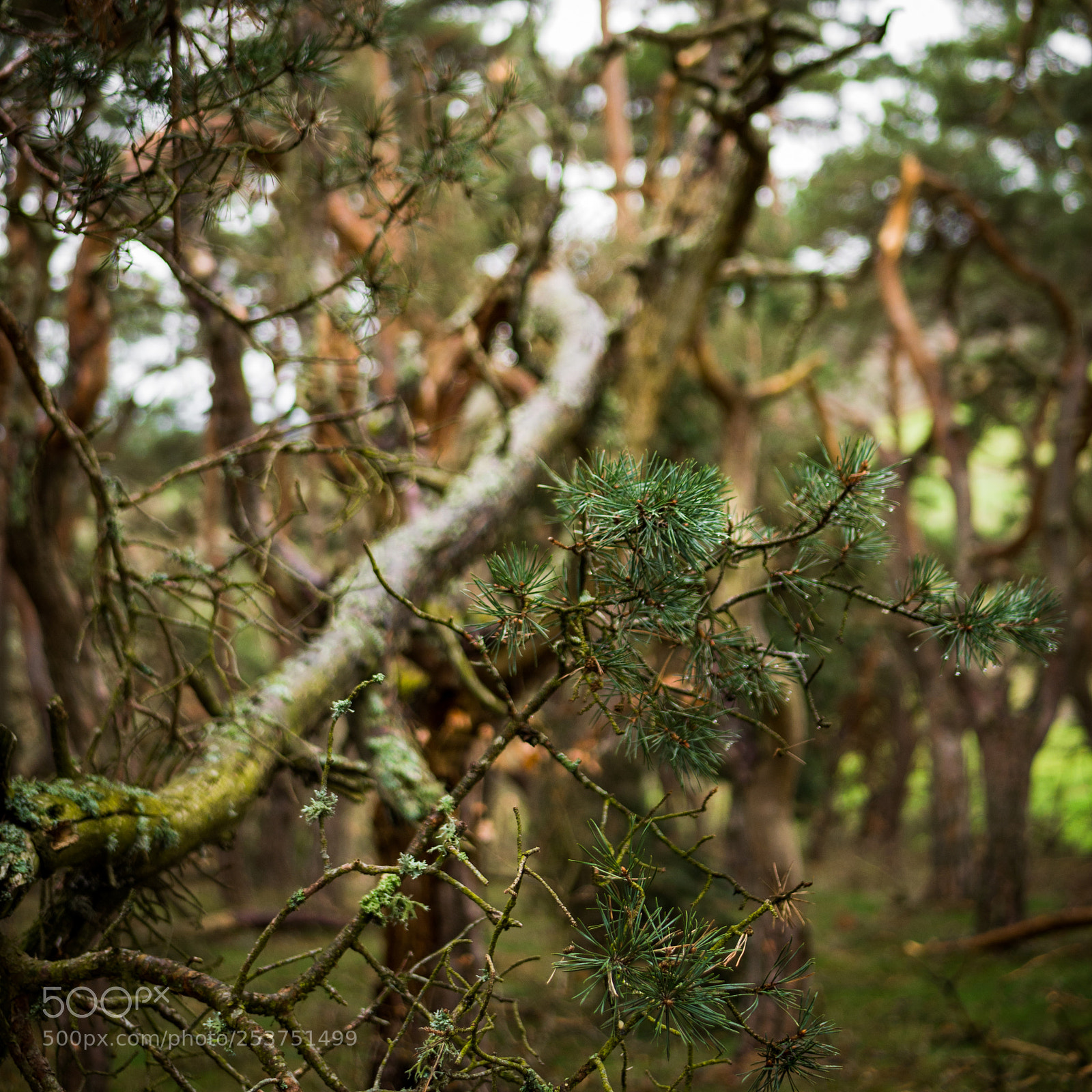 Panasonic DMC-G81 sample photo. Fir tree photography
