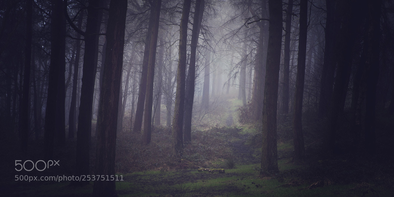 Canon EOS 5D Mark II sample photo. A foggy day (part 3) photography