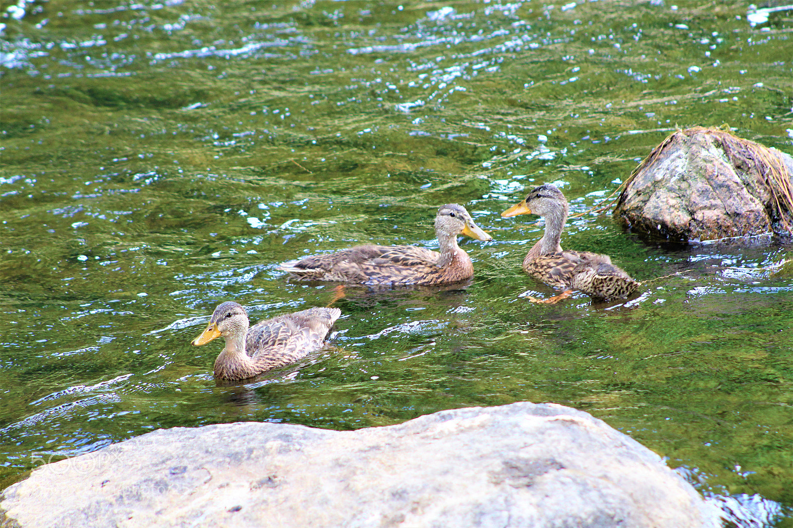Canon EOS 1300D (EOS Rebel T6 / EOS Kiss X80) sample photo. 3 duck pond photography