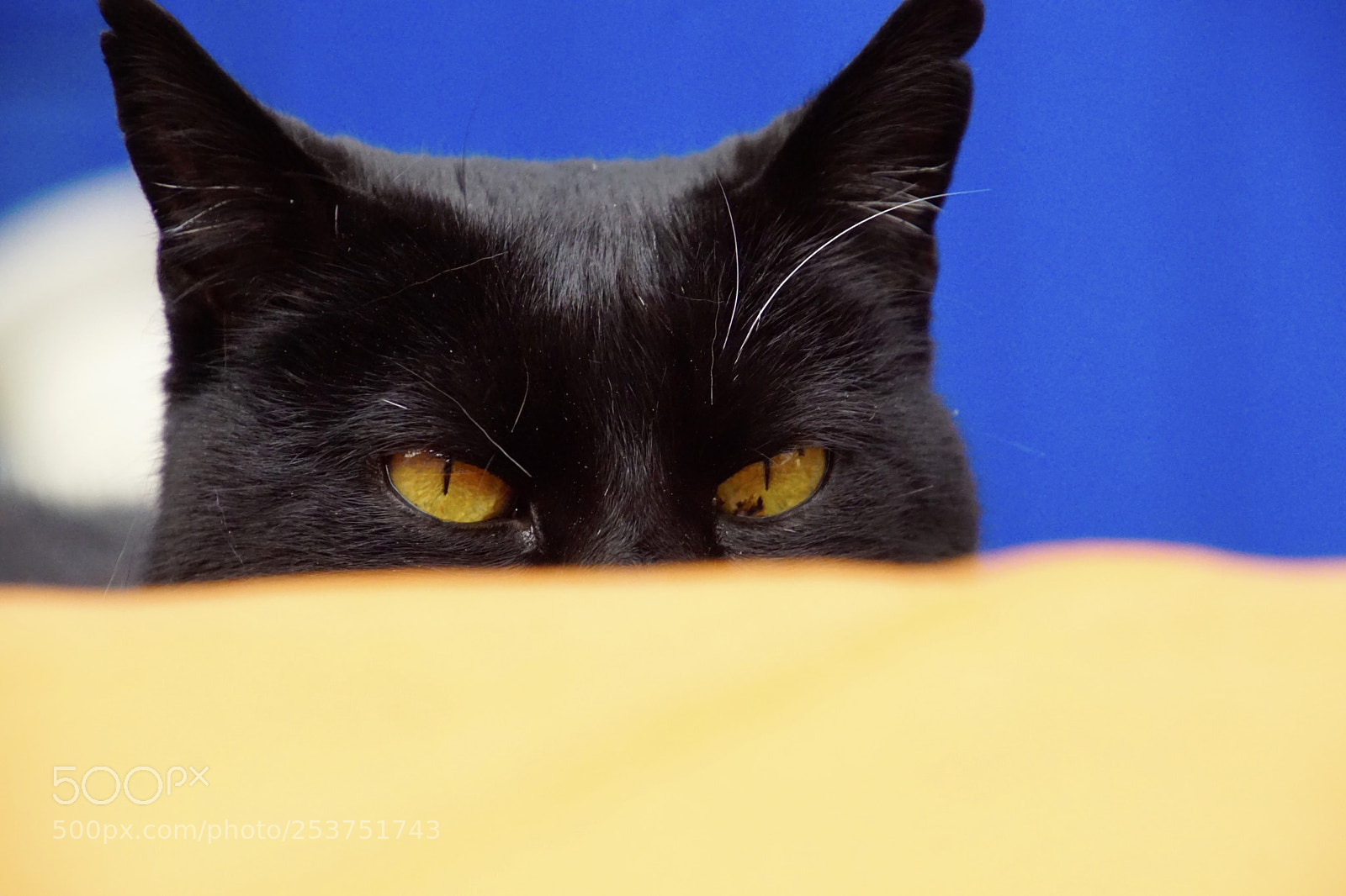 Sony ILCA-77M2 sample photo. Pepper photography