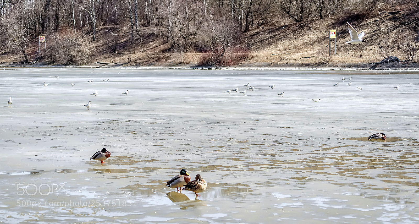 Nikon D5100 sample photo. весна photography