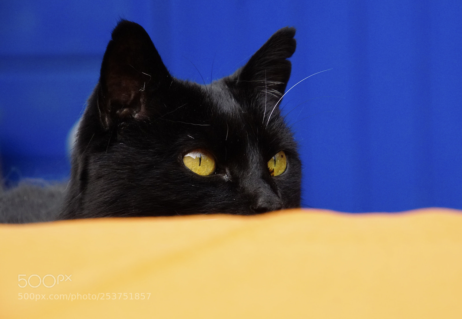 Sony ILCA-77M2 sample photo. Pepper photography