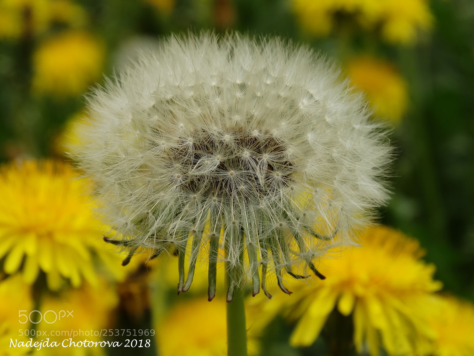 Sony Cyber-shot DSC-HX300 sample photo. Spring 2018 photography