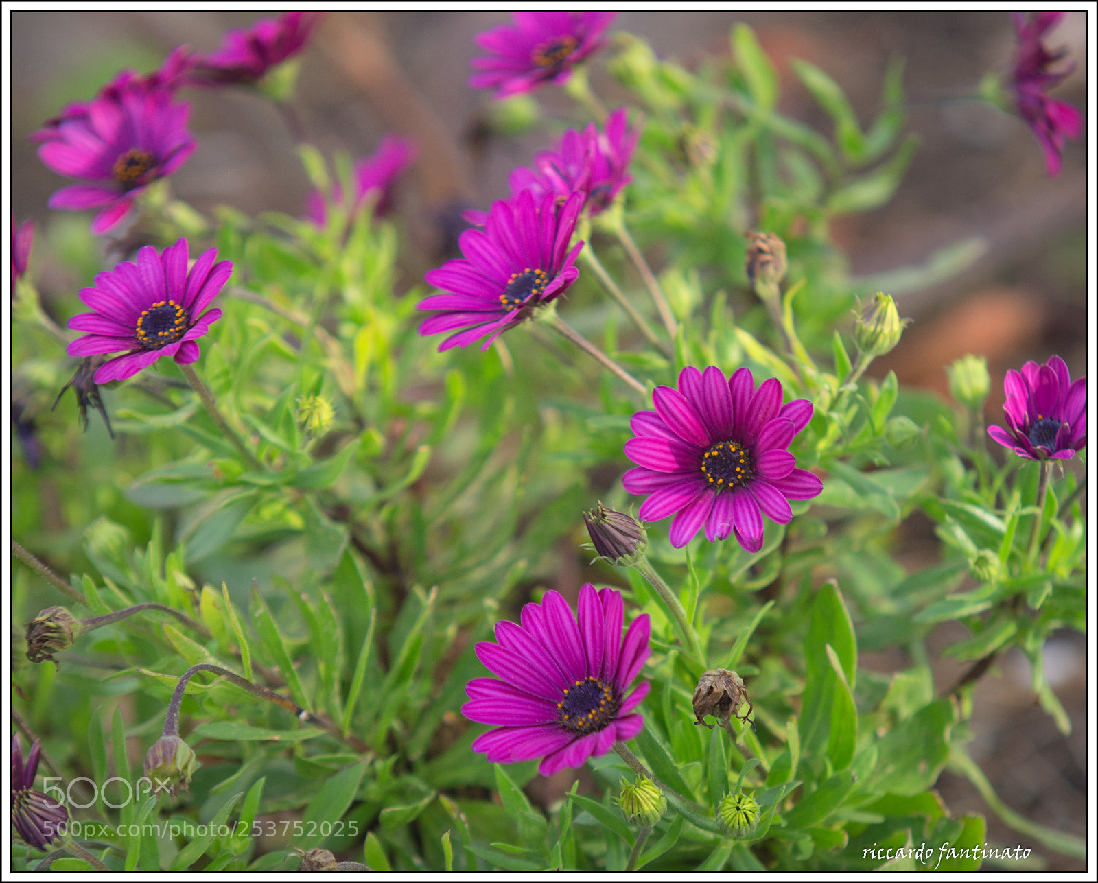 Pentax K-5 sample photo. Flowers .. photography