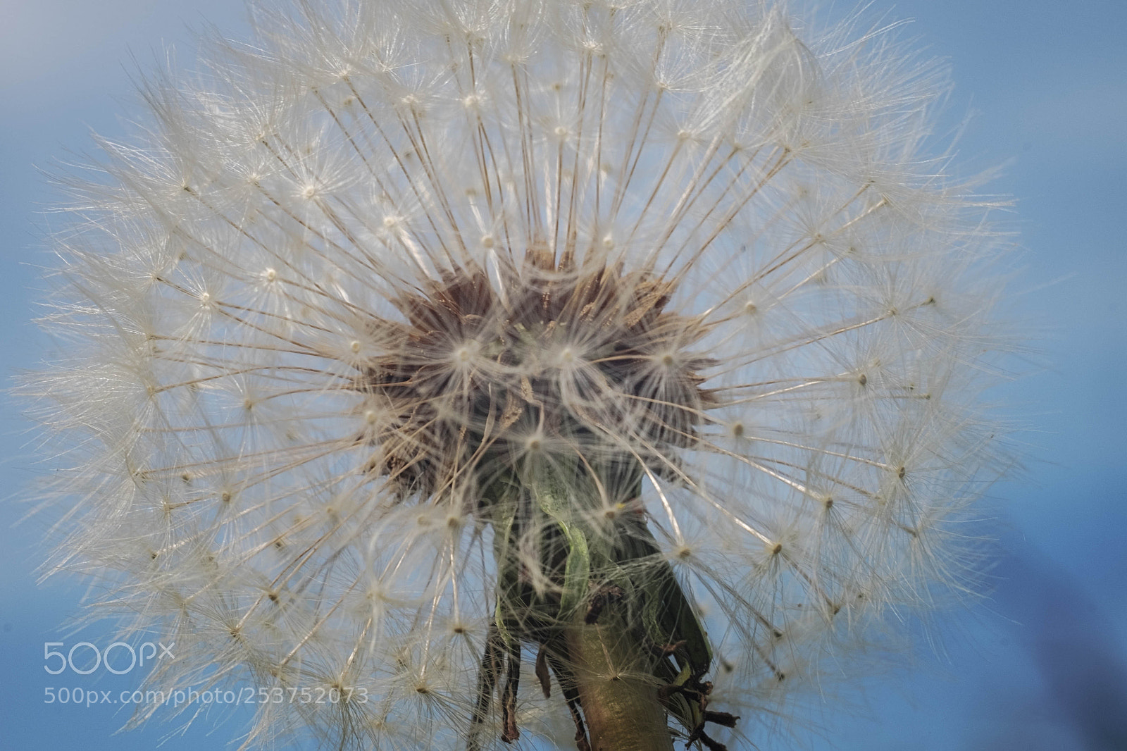 Fujifilm X-T10 sample photo. Blow ii photography
