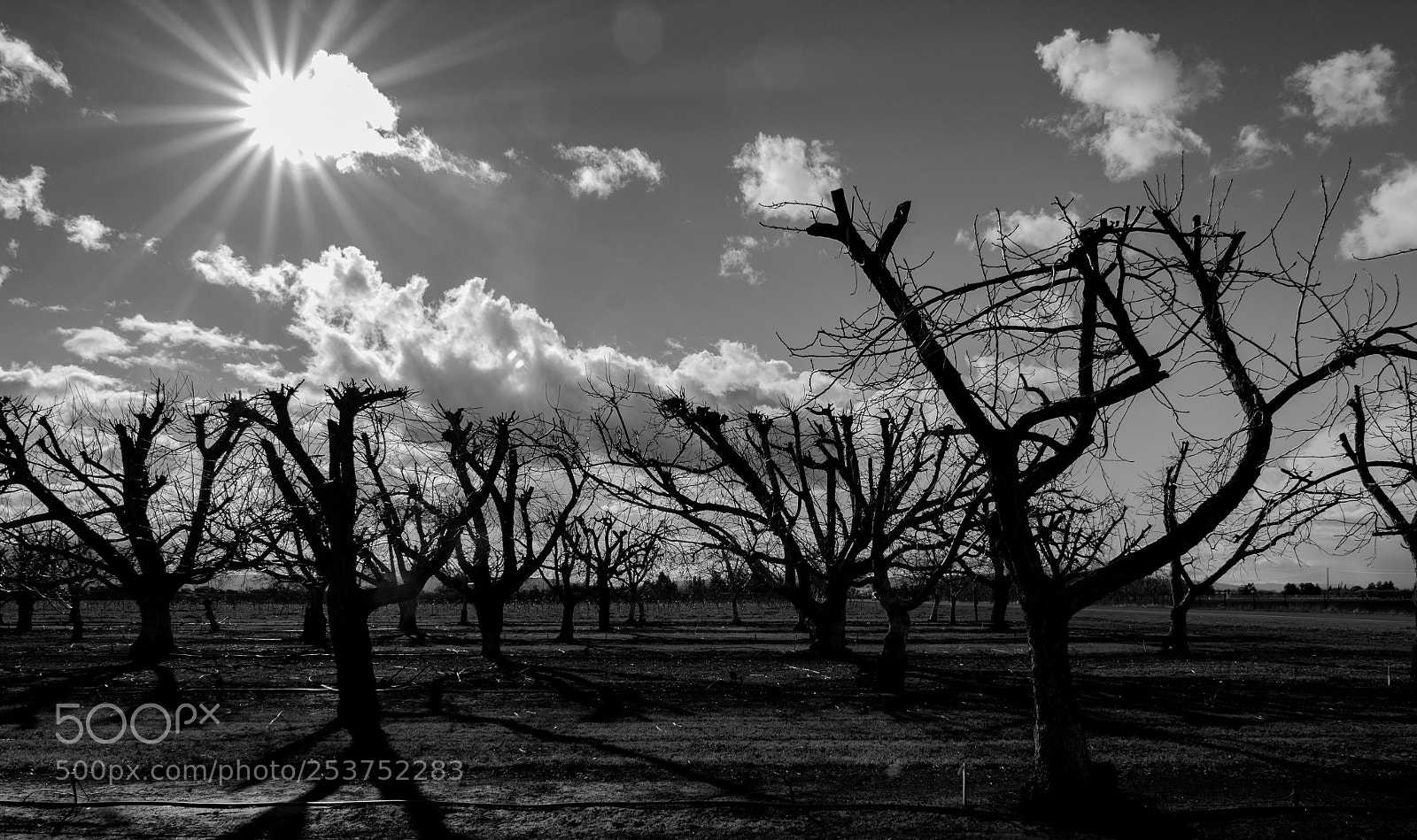 Nikon D5200 sample photo. Walnut orchard photography