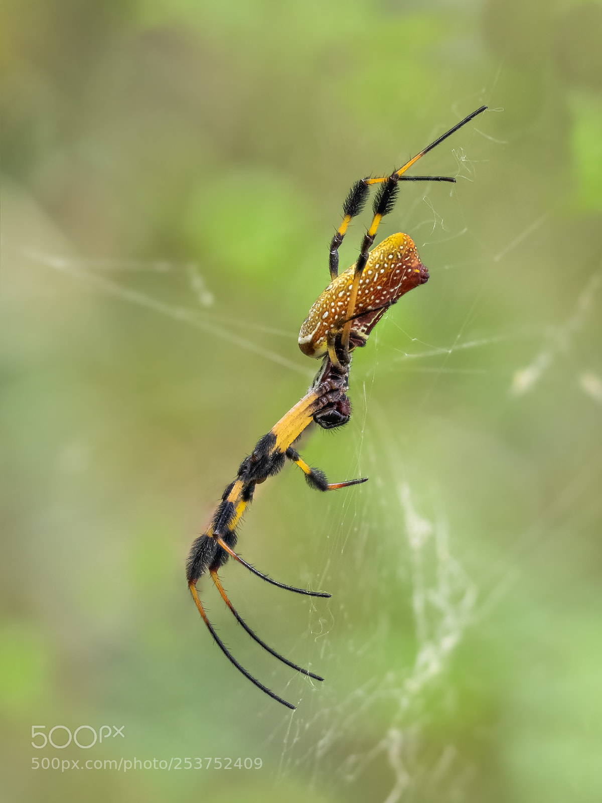 Olympus OM-D E-M1 sample photo. Nephila clavipes. photography