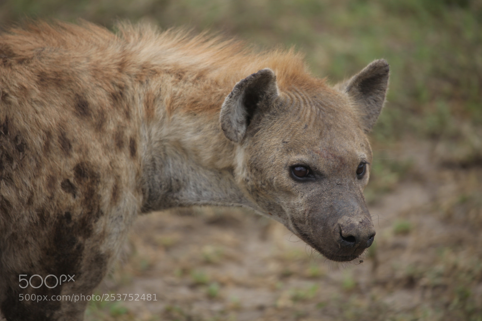 Canon EOS 5D Mark II sample photo. Hyena in the serengeti photography