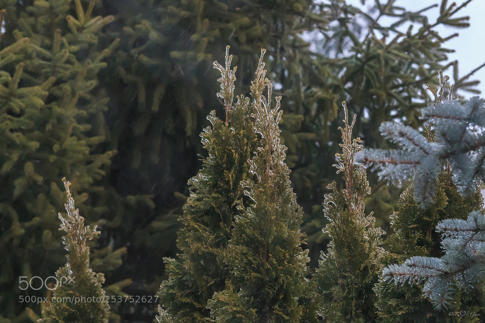Canon EOS 70D sample photo. Freezing rain photography