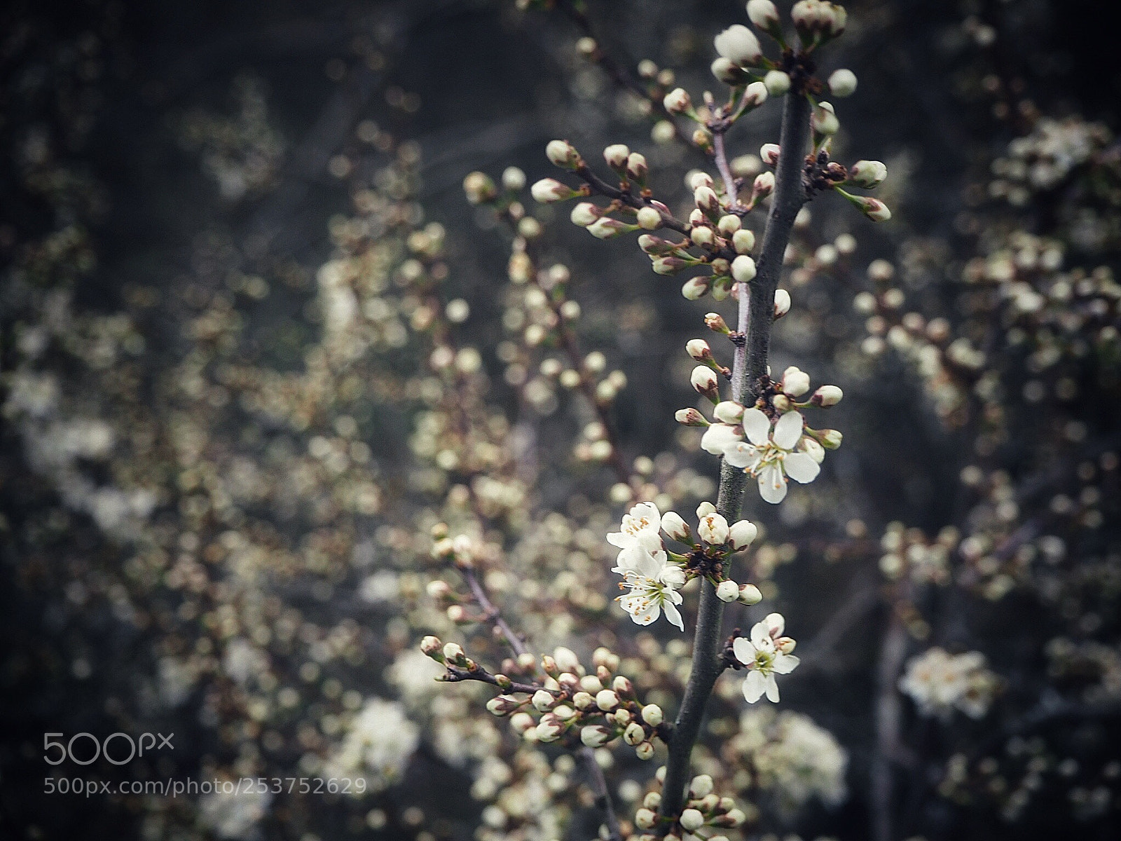 Olympus OM-D E-M10 sample photo. Spring is in the photography