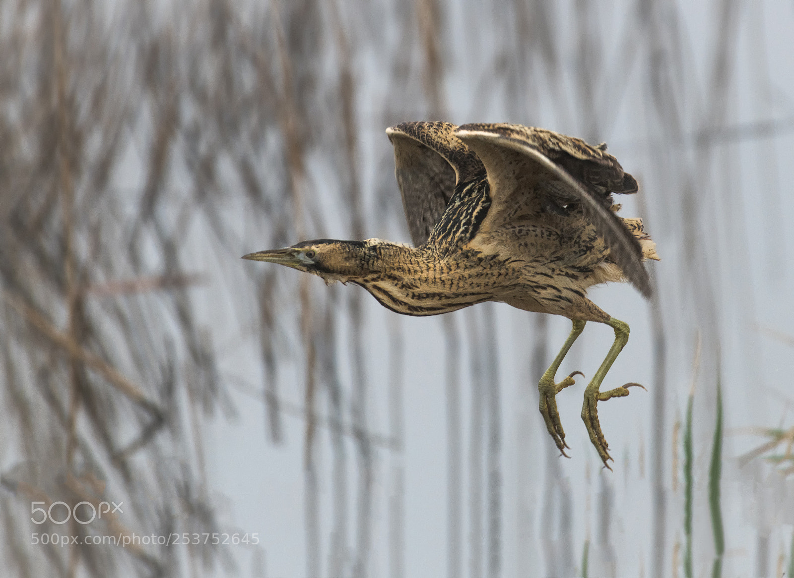 Nikon D850 sample photo. Bittern flyby photography