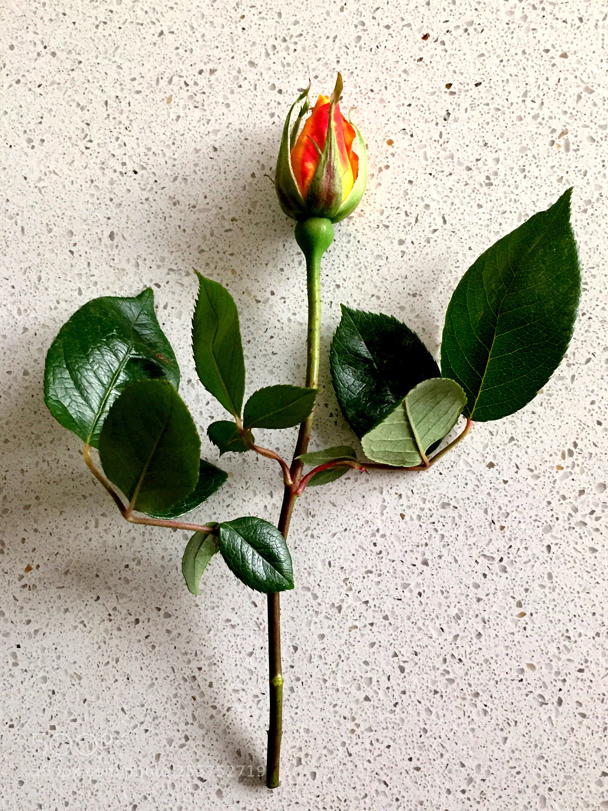 Apple iPhone 6 sample photo. Untitled photography