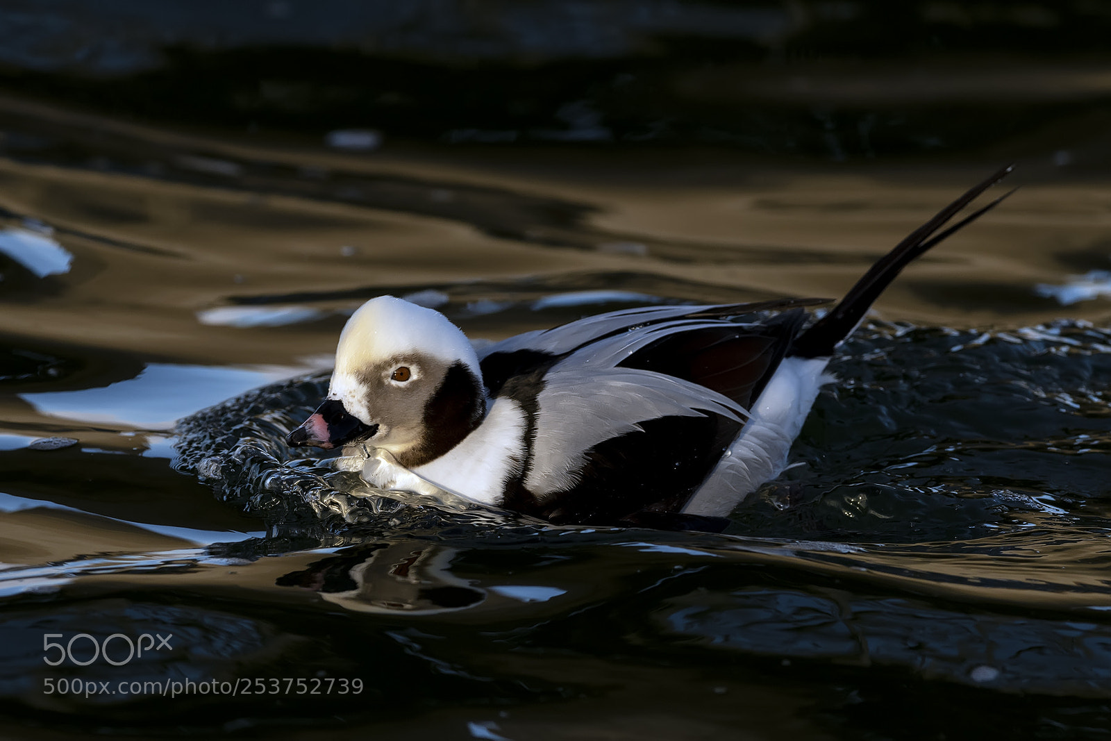 Nikon D850 sample photo. Longtail duck photography
