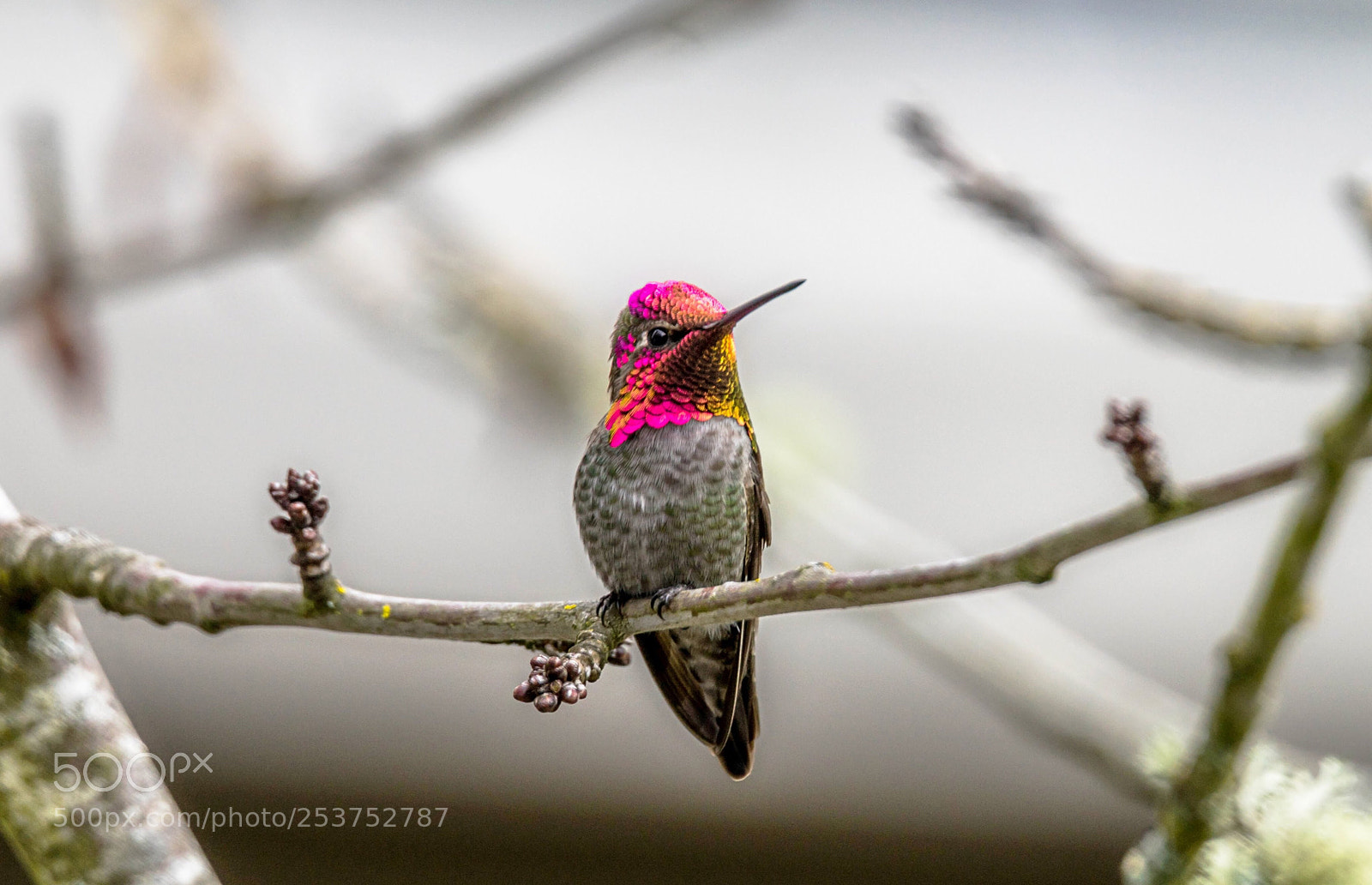 Sony a7 sample photo. Hummingbird
 photography