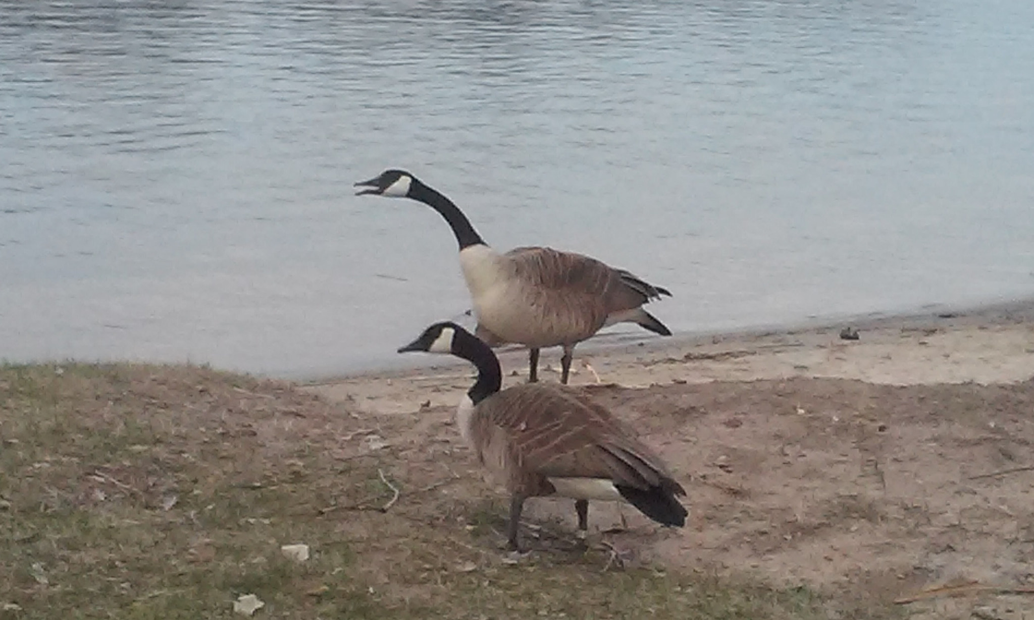 LG Optimus Exceed 2 sample photo. Geese photography