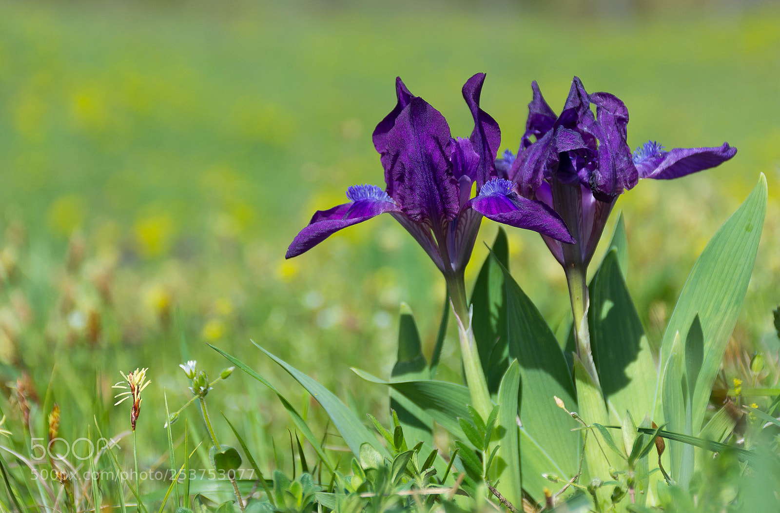 Nikon D7100 sample photo. Iris pumila photography