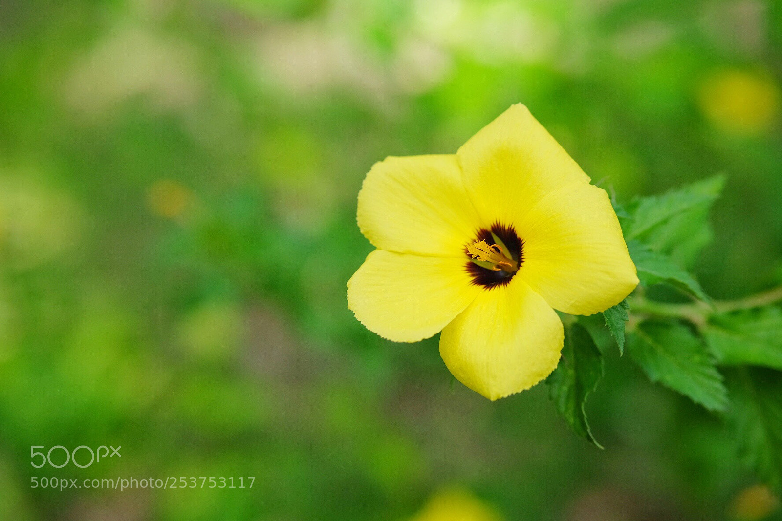Fujifilm X-T10 sample photo. Beauté  photography