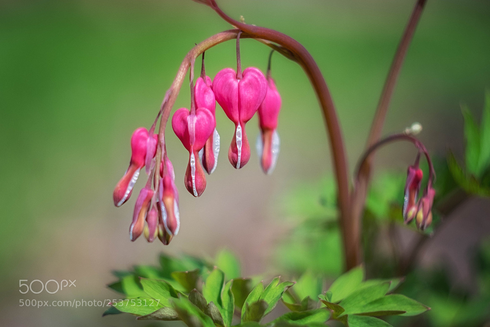 Fujifilm X-T10 sample photo. Heart photography