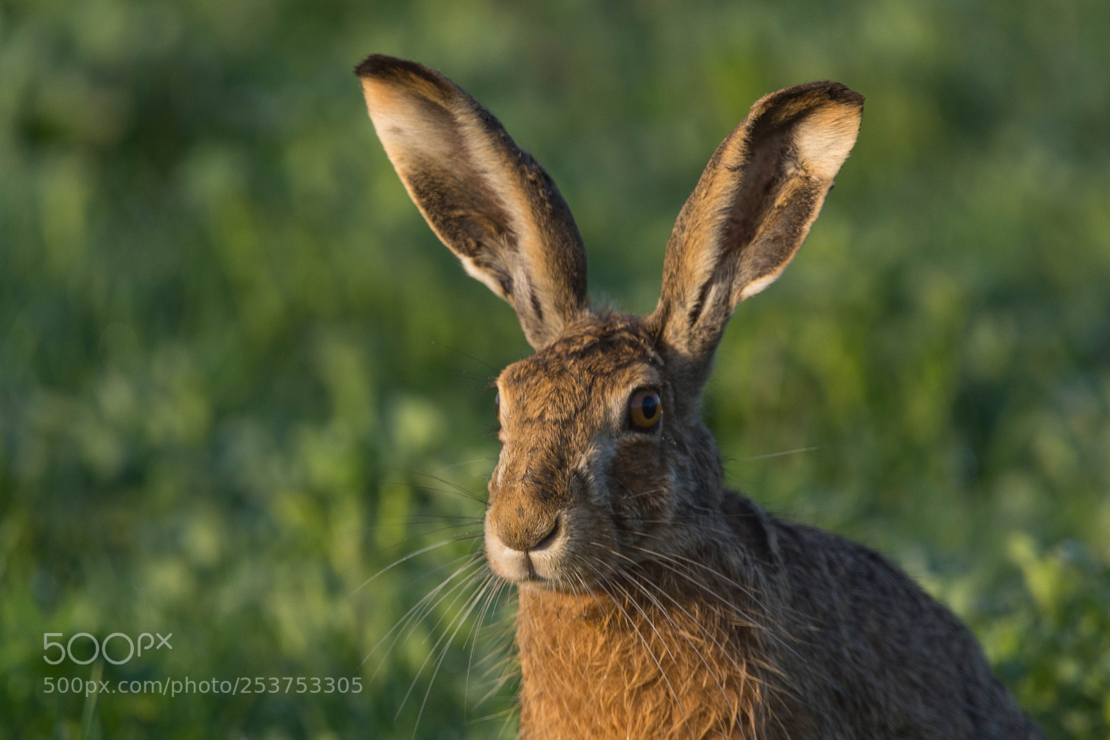 Nikon D7100 sample photo. Lepus europaeus photography