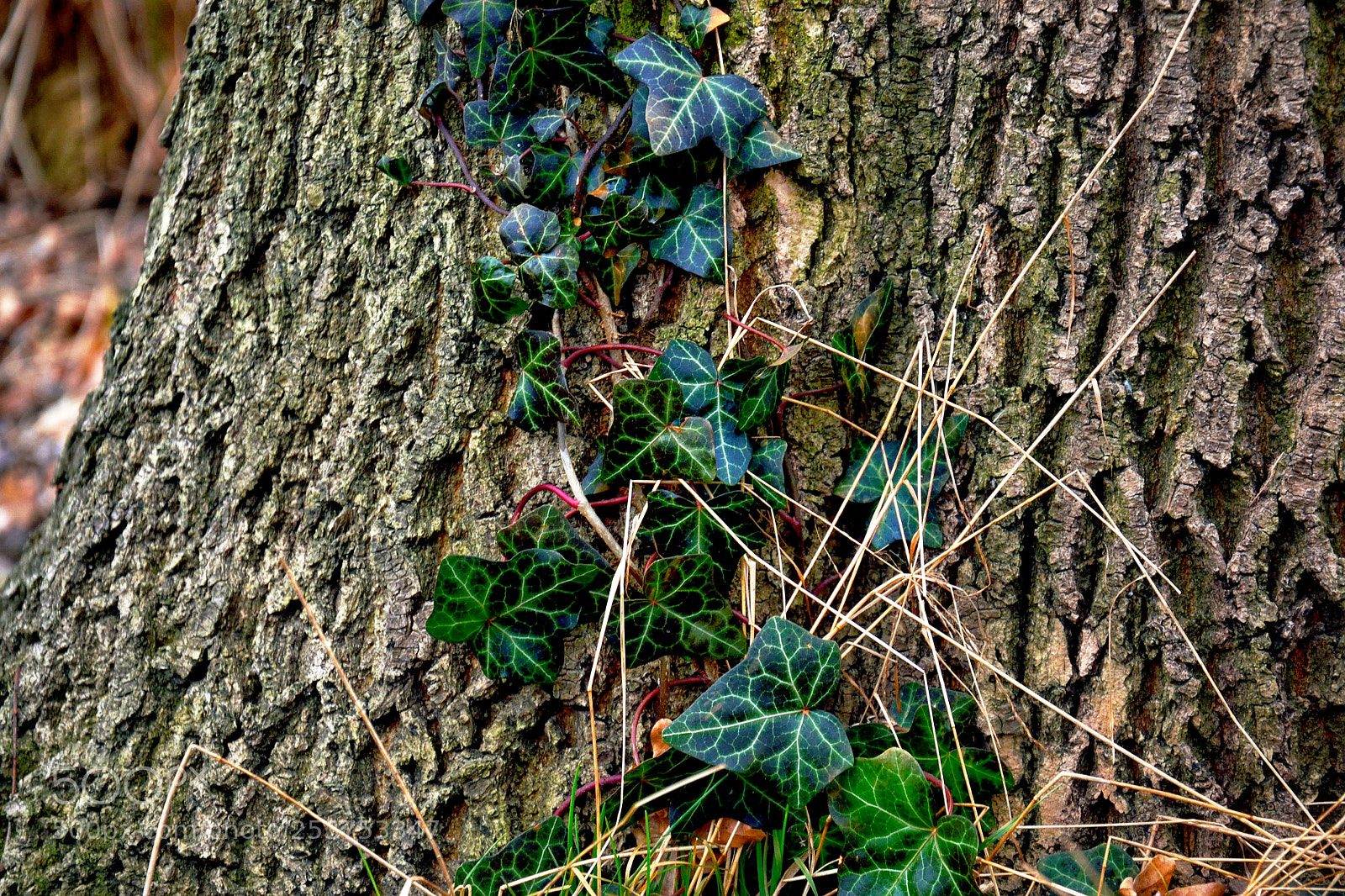 Nikon D3300 sample photo. Untitled photography