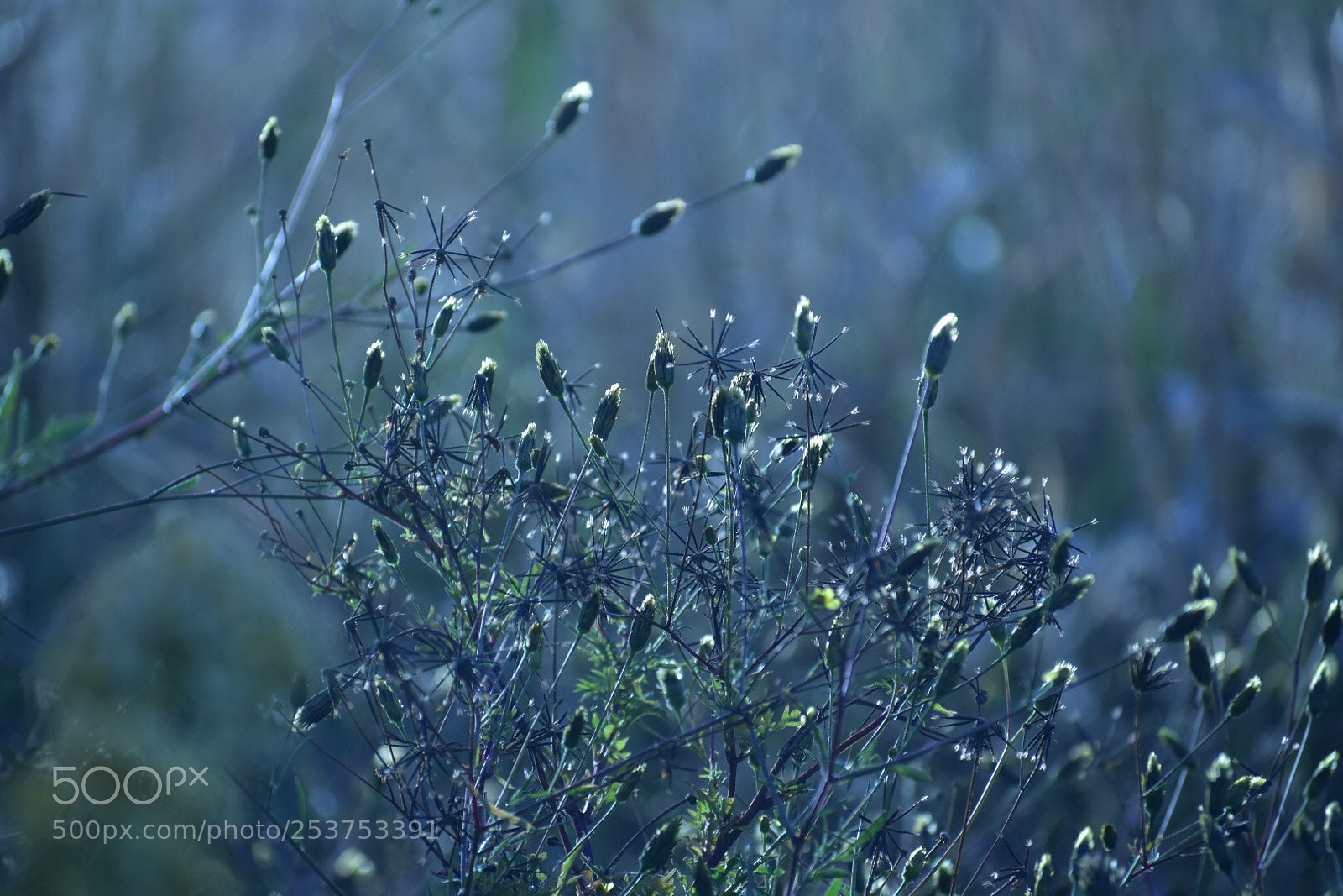 Nikon D3400 sample photo. Blue breakfast  photography