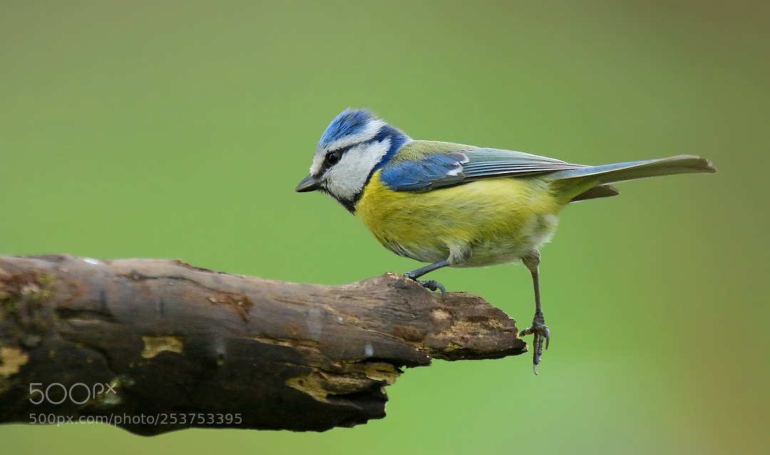 Canon EOS 7D Mark II sample photo. ***blue tit photography