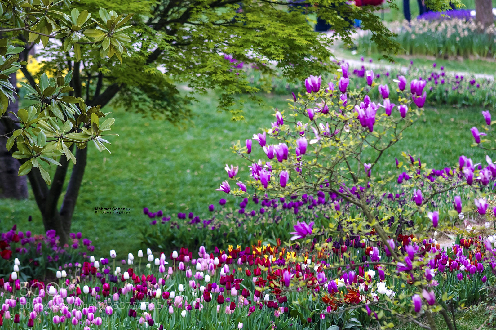 Pentax K-3 II sample photo. Spring theme photography