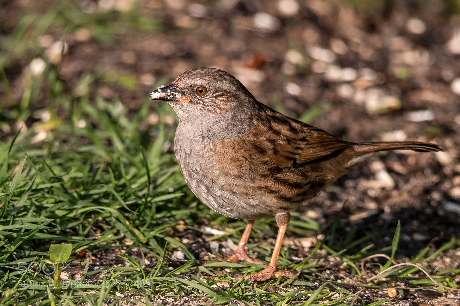Nikon D850 sample photo. Hedge sparrow photography