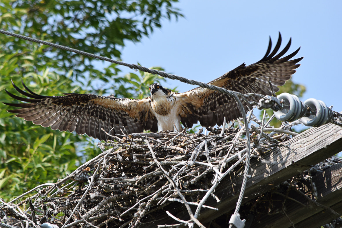 Nikon D3300 sample photo. Juvenile osprey in nest photography