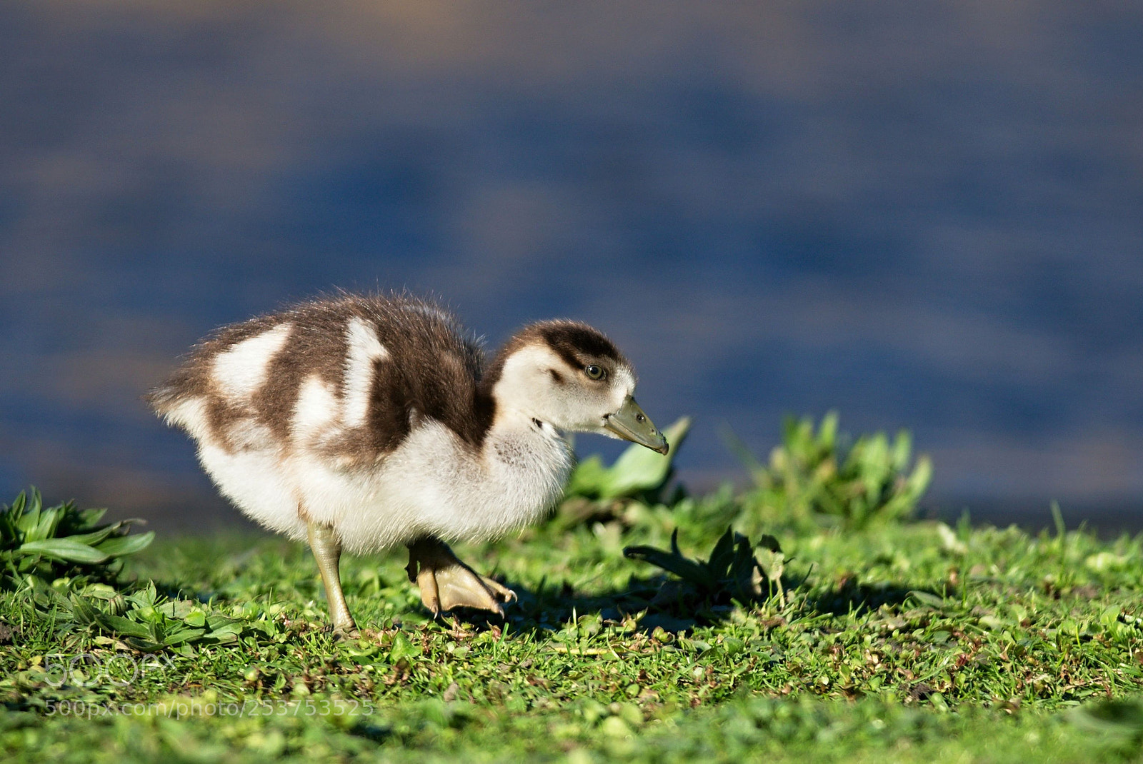 Nikon D610 sample photo. Egyptian goose, gosling photography