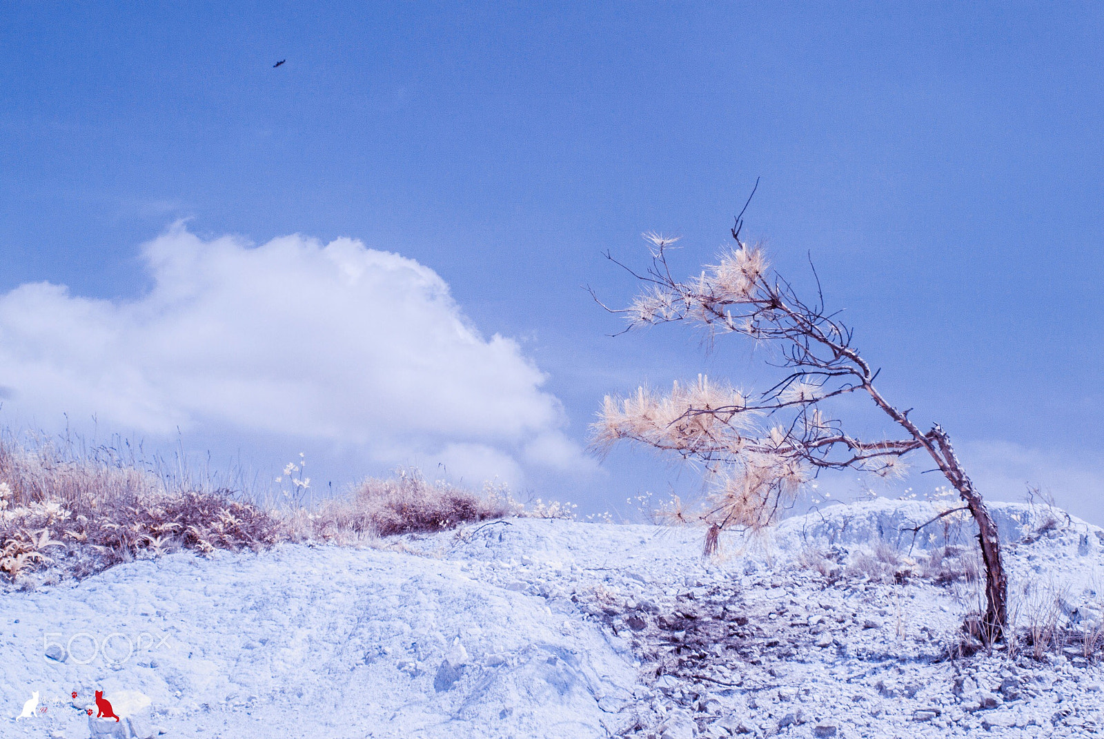Nikon 1 V1 sample photo. Tree photography